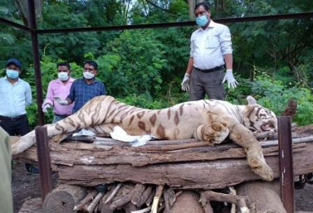 मैत्रीबाग में सफेद नर शेर का निधन: 9 वर्ष की आयु में हार गया कैंसर से जंग…