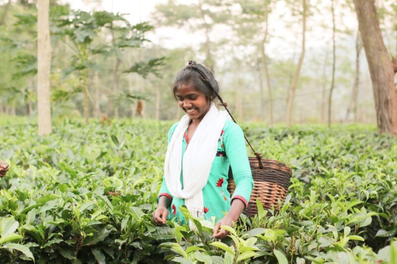 जशपुर की नई पहचान बन गए हैं यहां के चाय बागान: राज्य के पहले चाय प्रोसेसिंग यूनिट से हो रहा है उत्पादन, मिल रहा है ‘टी टूरिज्म’ को बढ़ावा