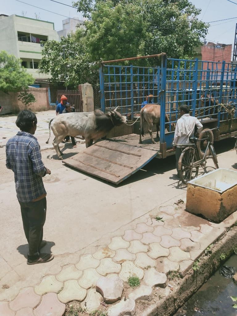 भिलाई में आवारा घूमने वाले मवेशियों की हुई धरपकड़: निगम ने चलाया अभियान, आवारा पशुओ को पकड़ कर भेजा जा रहा गौठान