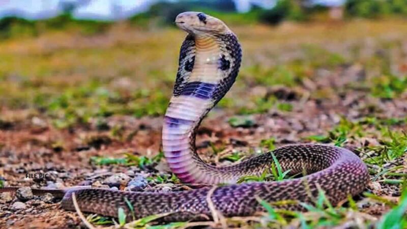 SNAKE 01